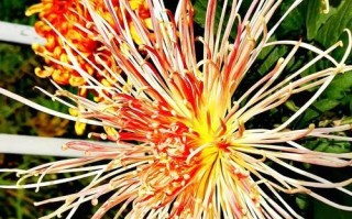 一朵菊花，两颗心（一朵菊花，两颗心）