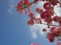 记忆中的花海（一个美丽的童年回忆）