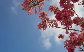 记忆中的花海(一个美丽的童年回忆) 记忆中的花海(一个美丽的童年回忆)