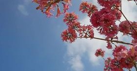 记忆中的花海(一个美丽的童年回忆) 记忆中的花海(一个美丽的童年回忆)