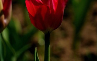 春日里的欢乐（青春、希望和美好）