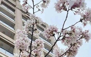 听春天的声音（遇见春天里的故事）