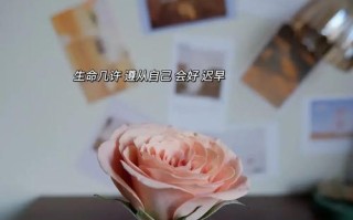 追寻理想的人生（他们的故事）