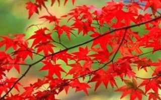 真正的朋友（一份陪伴的珍贵）
