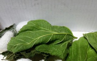 蚕姑娘的蜕变