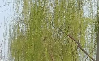 柳树的春天（一棵古老的柳树之歌）