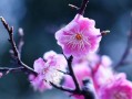 梅花笑了的冬日故事（盛开在寂静冬天的笑容）