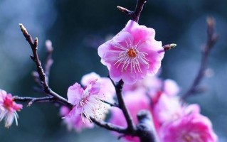 梅花笑了的冬日故事（盛开在寂静冬天的笑容）