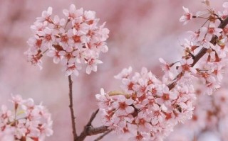 春天的礼物（一个小村庄里的温馨故事）
