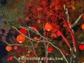 坚定信念、心无旁骛（坚定信念、心无旁骛）