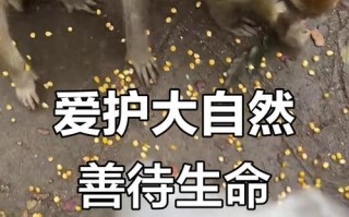 小鸟的友情