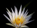 花神的玫瑰园（一个平凡少年与神秘花神的相遇）