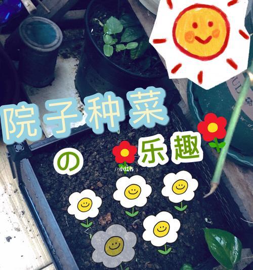 种菜的乐趣（一个平凡人的成长经历）-第3张图片-学作网