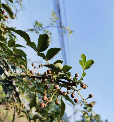 快乐到永久（与大自然同行，与真挚友情相伴）-第2张图片-学作网