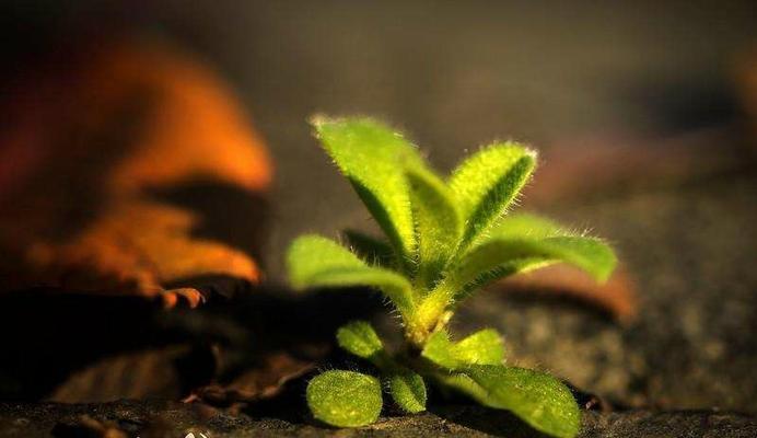 执念追逐坚毅不拔（一名少年的漫长劫难）-第2张图片-学作网