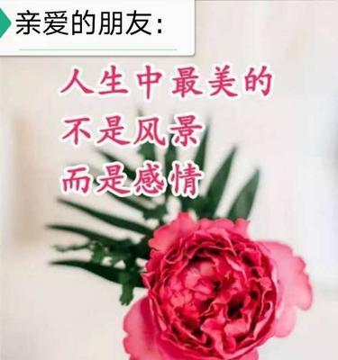 友谊的花：一束润泽心灵的鲜花-第1张图片-学作网