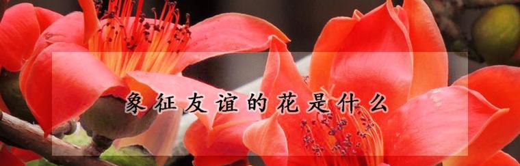 友谊的花：一束润泽心灵的鲜花-第3张图片-学作网