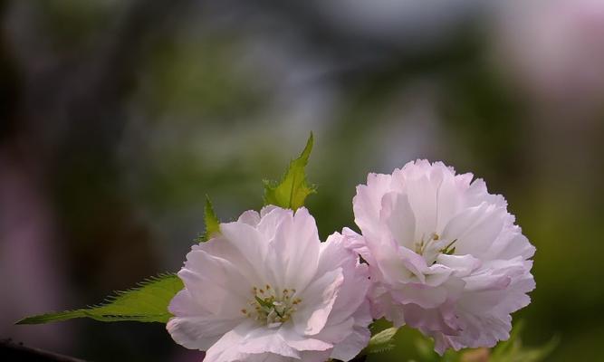 樱花下的小故事（寻找失落的记忆）-第2张图片-学作网