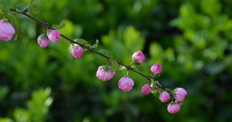 花园里的故事（花园里的故事）-第1张图片-学作网