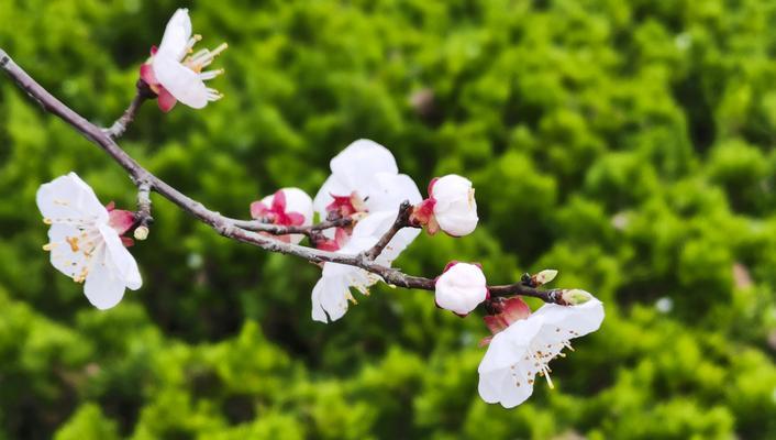 馥郁芬芳（一瓶香水的故事）-第1张图片-学作网