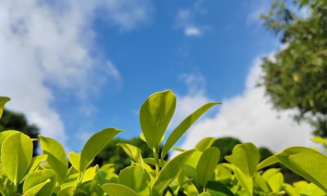 茁壮成长（追寻自由的小野猫）-第2张图片-学作网