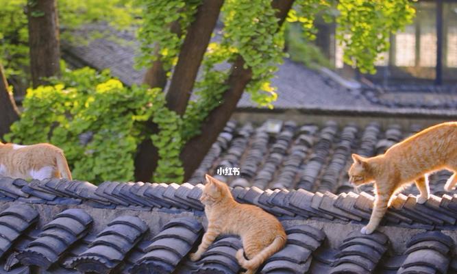 一份简单的生活（如何过上无忧无虑的生活？）-第1张图片-学作网