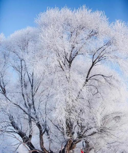 冬日的飘雪（寻找属于自己的雪花）-第1张图片-学作网