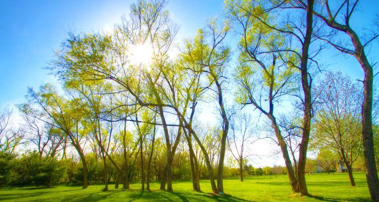 Spring'sNaturalBeauty:AStoryofRenewalandGrowth-第3张图片-学作网