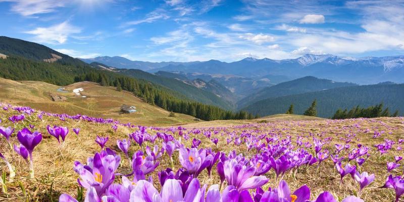 Spring'sNaturalBeauty:AStoryofRenewalandGrowth-第2张图片-学作网