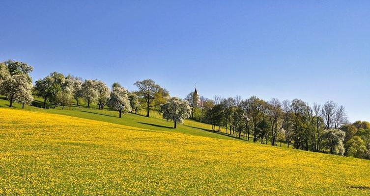 Spring'sNaturalBeauty:AStoryofRenewalandGrowth-第1张图片-学作网