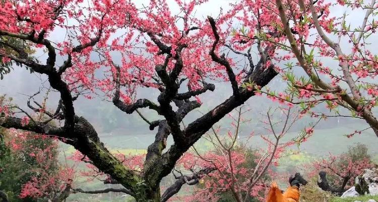 春天的美景（感悟生命，留住感动）-第2张图片-学作网