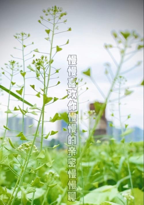 春天的使者（花开燕归，温暖回归）-第2张图片-学作网