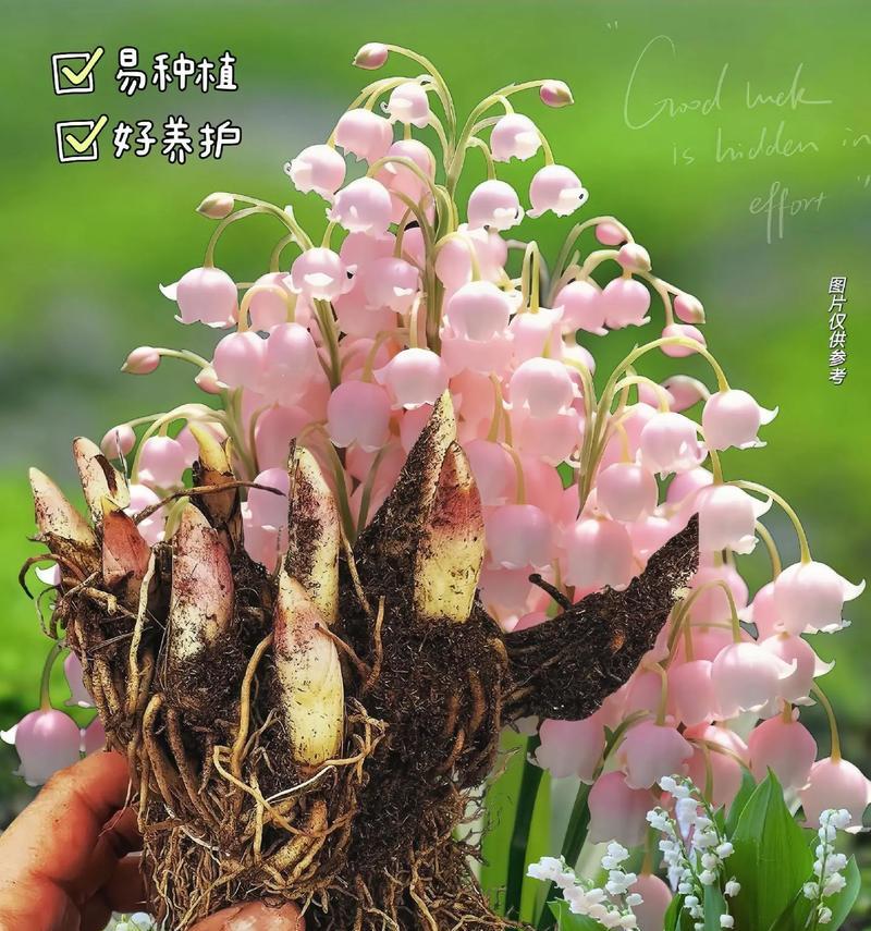 春天的使者（花开燕归，温暖回归）-第3张图片-学作网