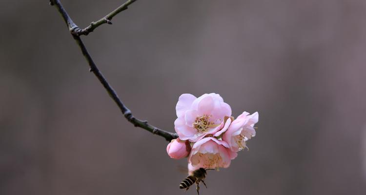 冬日里的梅花笑声（雪中有朵花，梅香自来）-第1张图片-学作网