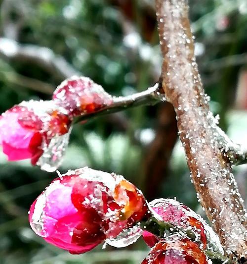 冬日里的梅花笑声（雪中有朵花，梅香自来）-第2张图片-学作网
