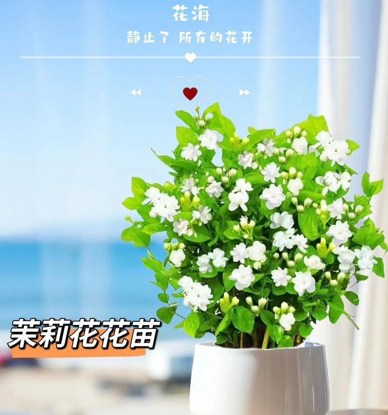 茉莉花的香气（一个女人的故事）-第3张图片-学作网