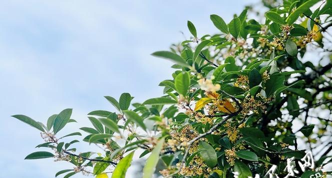 桂花香——深情的诉说（柔情蜜意，盈盈笑语，传递着甜蜜的情感）-第3张图片-学作网