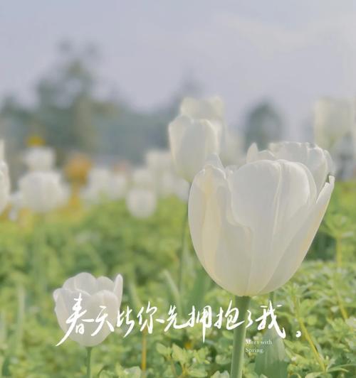 歌声里的春天-第1张图片-学作网