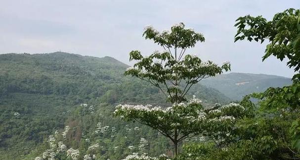 心醉之美（一场奇妙的旅程）-第2张图片-学作网