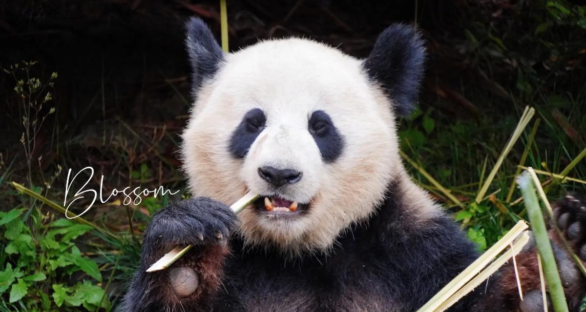 熊猫国的守护者（小男孩和他可爱的大熊猫朋友们）-第2张图片-学作网