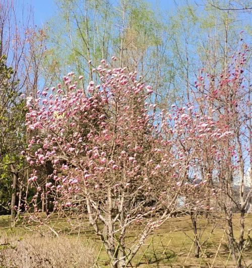 春天的生命节奏（新芽的梦想）-第2张图片-学作网