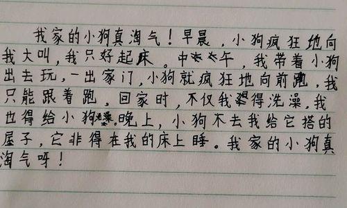 小狗的成长之路（从懵懂无知到坚毅勇敢，一只小狗的奋斗史）-第2张图片-学作网