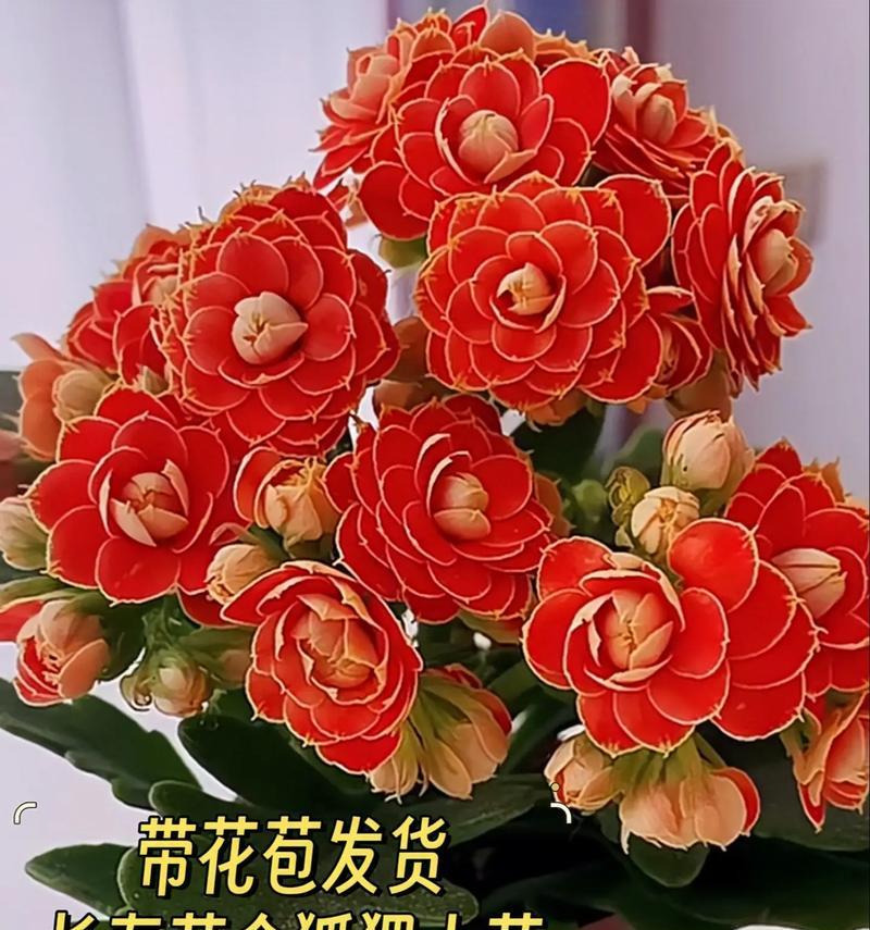 成功的季节（从迷茫到成功，这是一段值得铭记的历程）-第3张图片-学作网