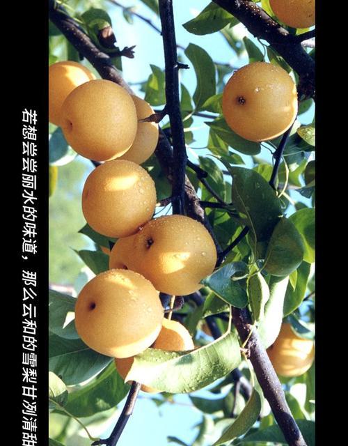 清甜的甜蜜记忆（悠悠岁月荡漾心头）-第2张图片-学作网