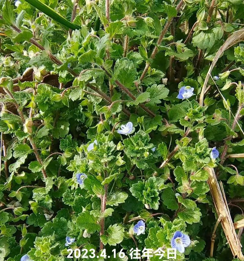 花开，蝶舞-第3张图片-学作网