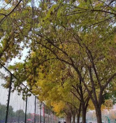 醉人的记忆（在校园里度过的美好时光）-第3张图片-学作网