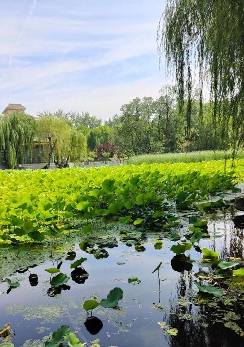 快乐端午节——一场有关家庭和传统文化的旅程（一家四口的传统文化之旅）-第3张图片-学作网