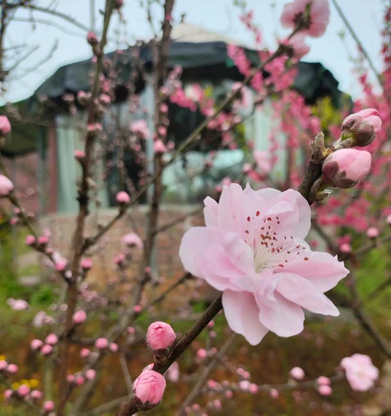 花开花落，人生如戏（一个人物与花儿的故事）-第3张图片-学作网