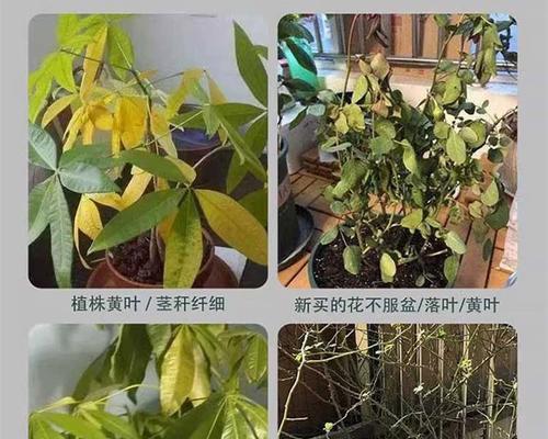 着急的一天（抓狂的连锁反应）-第3张图片-学作网