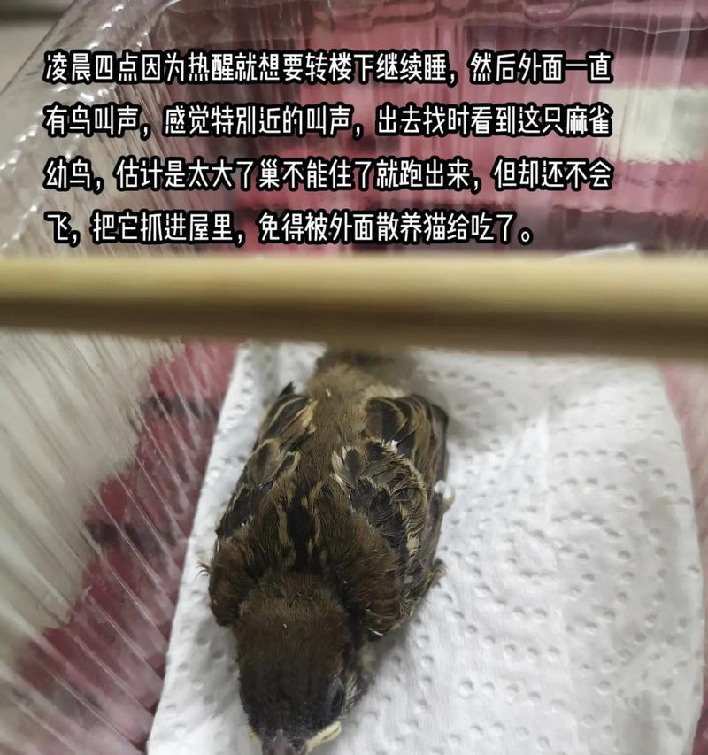麻雀的生命——一只小小鸟的坚韧与温暖-第1张图片-学作网